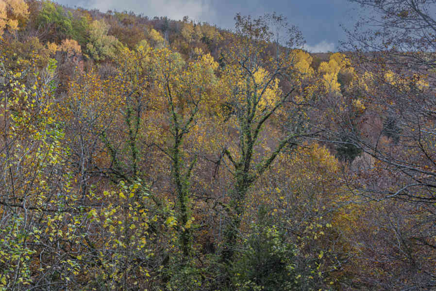Comunidad Foral de Navarra 083 - Selva de Irati.jpg